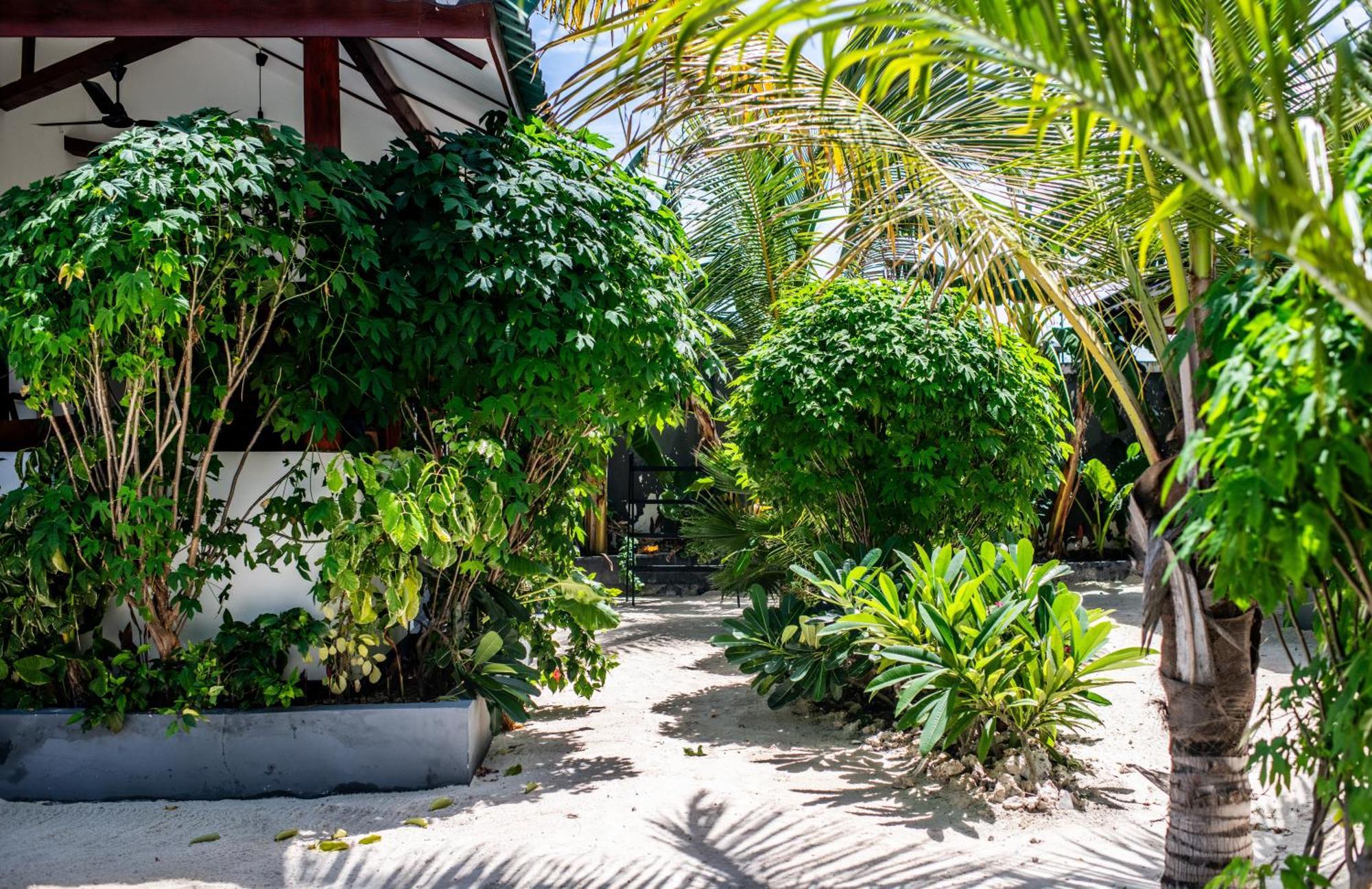 Baobab Bungalows Jambiani  Exteriér fotografie