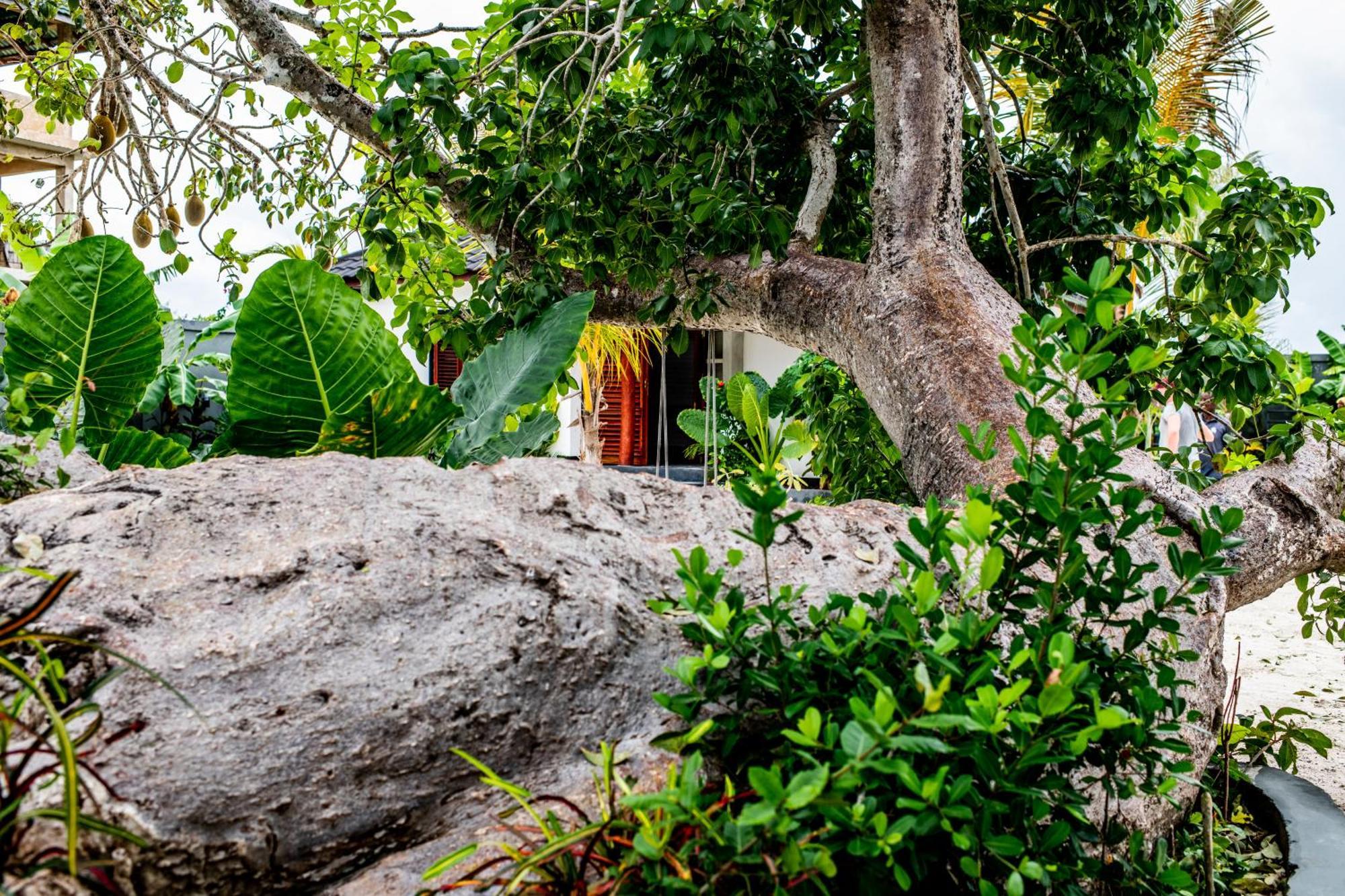 Baobab Bungalows Jambiani  Exteriér fotografie