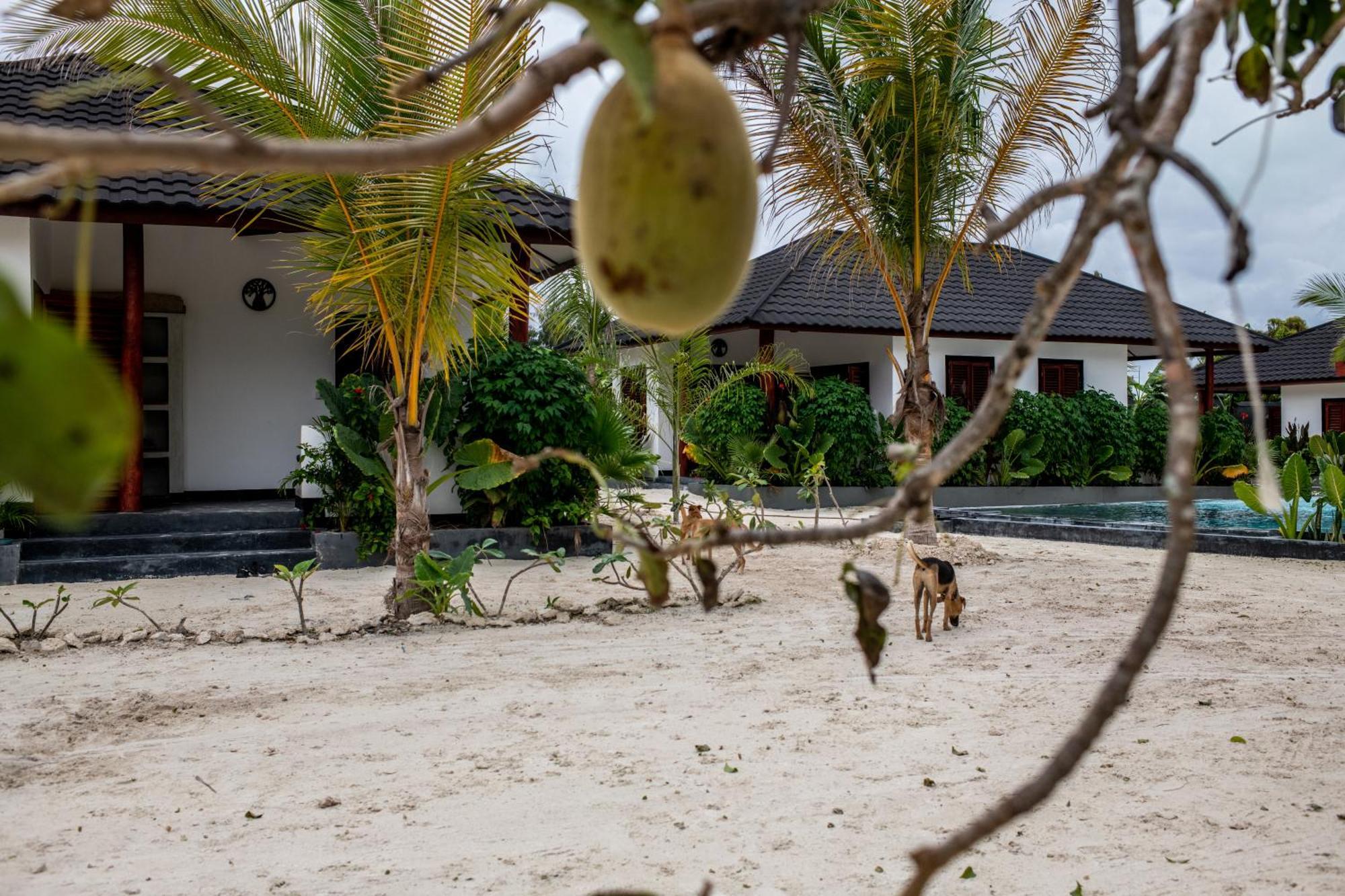 Baobab Bungalows Jambiani  Exteriér fotografie